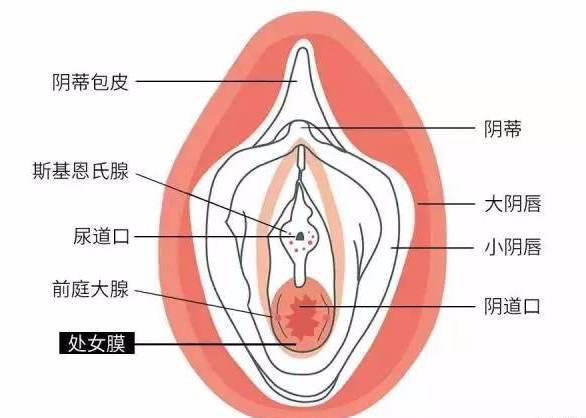 大家常说的处女膜是什么？