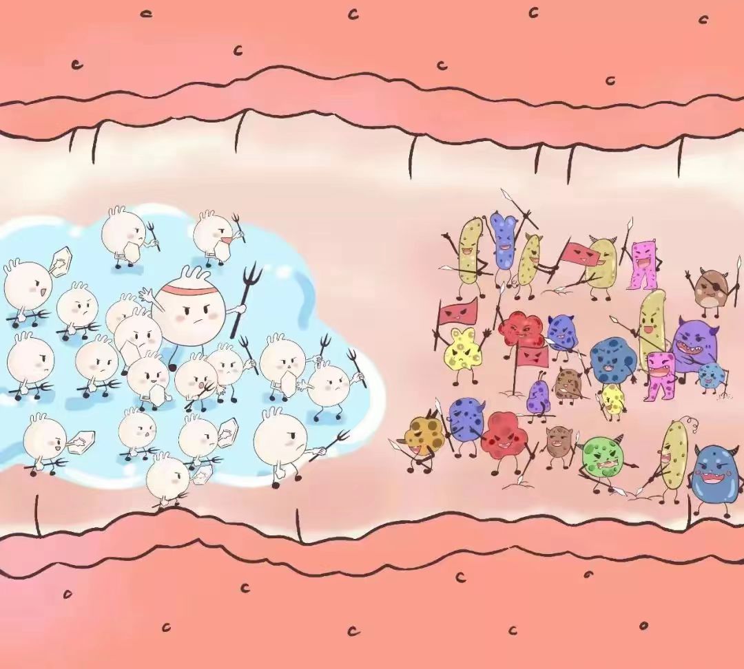 小花园内乳酸杆菌